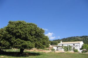 97_Cortijo-Aureliano-Cerro-Fuentes-Nuevas-Castril_1083